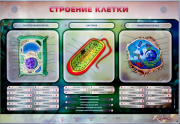 Стенды для кабинета биологии - «globural.ru» - Саратов