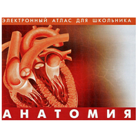 Анатомия. (Цифровой атлас школьника) - «globural.ru» - Саратов