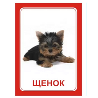 Логопедка "Щ, Х" (логопедические карточки) - «globural.ru» - Саратов