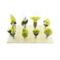 Комплект моделей "Строение мозга позвоночных" - «globural.ru» - Саратов