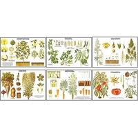 Плакаты ПРОФТЕХ "Классификация растений" (10 пл, винил, 70х100) - «globural.ru» - Саратов