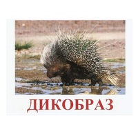 Карточки Домана "Дикие животные-3" - «globural.ru» - Саратов