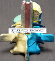 Модель "Части позвоночника человека" - «globural.ru» - Саратов