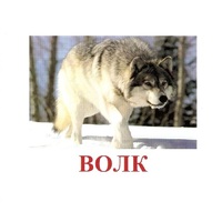 Карточки Домана "Дикие животные-1" - «globural.ru» - Саратов