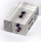 Комплект микропрепаратов для стереомикроскопа - «globural.ru» - Саратов