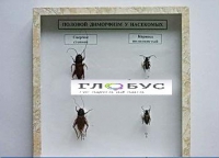 Коллекция энтомологическая "Половой диморфизм" - «globural.ru» - Саратов