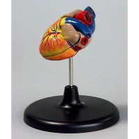 Модель "Сердце" (лабораторная) - «globural.ru» - Саратов