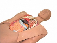 Муляж оперируемого пациента с экскурсией в грудную клетку и маской наркоза - «globural.ru» - Саратов