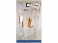 Влажный препарат Креветка - «globural.ru» - Саратов