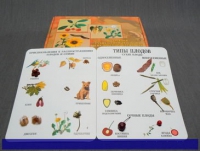 Коллекция "Семена и плоды" (вариант 1) - «globural.ru» - Саратов