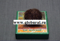 Сухой препарат "Еж морской" - «globural.ru» - Саратов