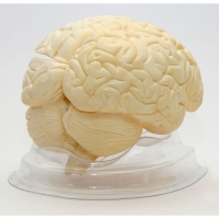 Модель "Мозг в разрезе" (белый) - «globural.ru» - Саратов