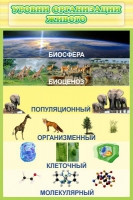 Стенд "Уровни организации живого" - «globural.ru» - Саратов