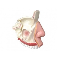 Модель "Разрез носоглотки" - «globural.ru» - Саратов