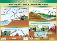 Таблица Круговорот веществ в биосфере 1000*700 винил - «globural.ru» - Саратов