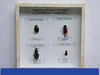 Коллекция энтомологическая "Приспособительные изменения в конечностях насекомых" - «globural.ru» - Саратов