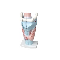 Модель гортани в разрезе - «globural.ru» - Саратов