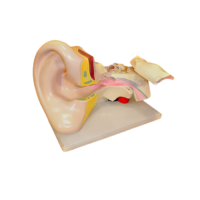 Модель Ухо человека - «globural.ru» - Саратов