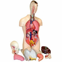 Торс человека разборный (42 см.) - «globural.ru» - Саратов