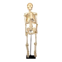 Скелет человека на штативе (85 см) - «globural.ru» - Саратов