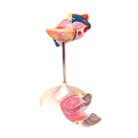 Модель сердца (лабораторная) - «globural.ru» - Саратов