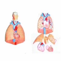 Модель "Система органов дыхания"	 - «globural.ru» - Саратов