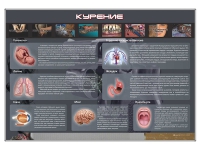 Стенд "Курение" (вариант 1) - «globural.ru» - Саратов