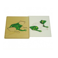 Строение лягушки с контуром - «globural.ru» - Саратов