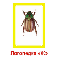Логопедка "Ж" (логопедические карточки) - «globural.ru» - Саратов