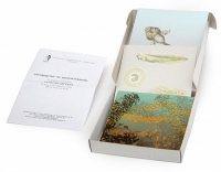 Модель-аппликация Развитие лягушки (набор из 10 карт) - «globural.ru» - Саратов