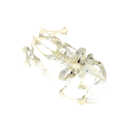 Скелет лягушки - «globural.ru» - Саратов