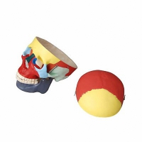 Модель "Череп человека с раскрашенными костями" - «globural.ru» - Саратов