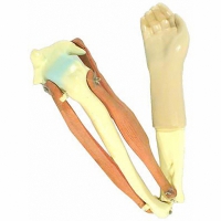 Модель локтевого сустава подвижная - «globural.ru» - Саратов