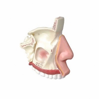 Модель носа в разрезе - «globural.ru» - Саратов