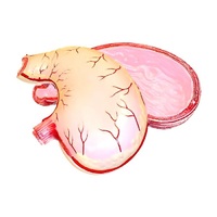 Модель желудка в разрезе - «globural.ru» - Саратов