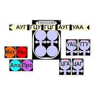 Модель-аппликация "Биосинтез белка" (ламинированная) - «globural.ru» - Саратов