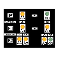 Модель-аппликация "Моногибридное скрещивание" (ламинированная) - «globural.ru» - Саратов