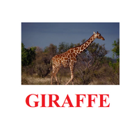 "Wild Animals-1" ("Дикие животные-1") английские карточки Домана - «globural.ru» - Саратов