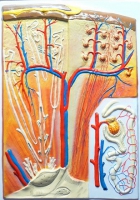 Барельефная модель "Почка" (макро-микростроение) - «globural.ru» - Саратов