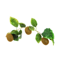 Муляж "Ветка киви" - «globural.ru» - Саратов