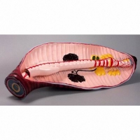 Модель "Дождевой червь" - «globural.ru» - Саратов