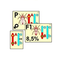 Модель-аппликация "Перекрест хромосом" (ламинированная) - «globural.ru» - Саратов