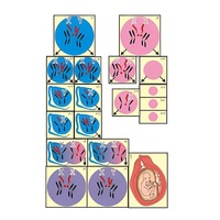 Модель-аппликация "Гаметогенез у человека и млекопитающих" (ламинированная) - «globural.ru» - Саратов