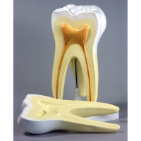 Модель "Строение зуба" - «globural.ru» - Саратов