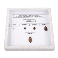 Коллекция энтомологическая "Развитие насекомых с неполным превращением" - «globural.ru» - Саратов