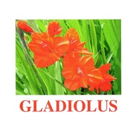 "Flowers-1" ("Цветы-1") английские карточки Домана - «globural.ru» - Саратов