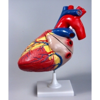 Модель "Сердце" (увеличенная) - «globural.ru» - Саратов