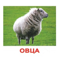 .Карточки Домана "Домашние животные" - «globural.ru» - Саратов