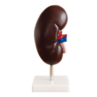 Модель "Почка" (увеличенная) - «globural.ru» - Саратов