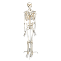 Скелет человека на роликовой подставке (170 см) - «globural.ru» - Саратов